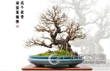 盆景技艺（榕城盆景技艺）